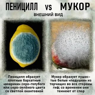 Почему мицелий пеницилла поселяется на продуктах питания