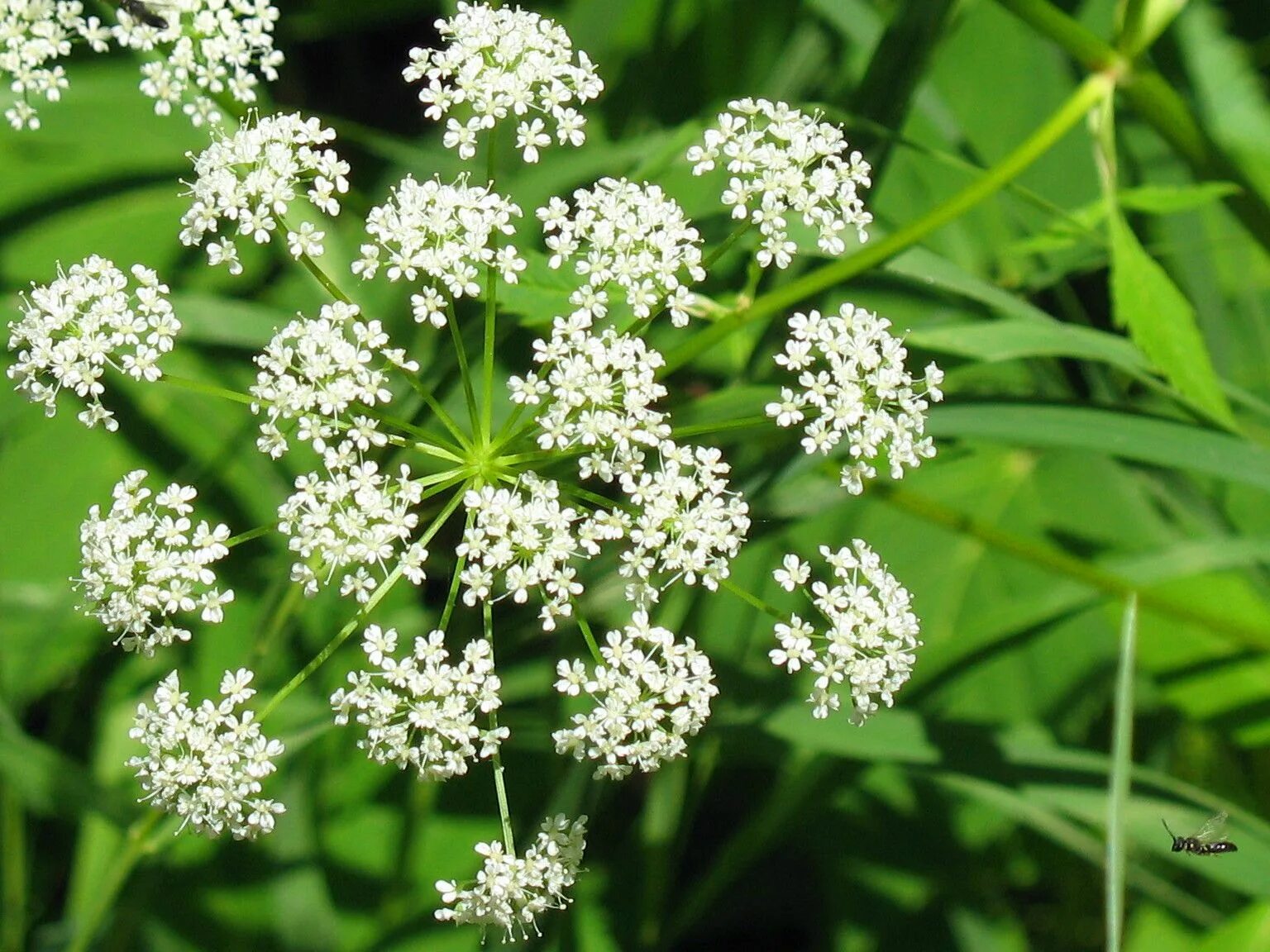 Poisonous flower. Цикута ягоды. Болиголов ягоды. Дикая морковь и цикута. Ядовитые растения Башкирии.