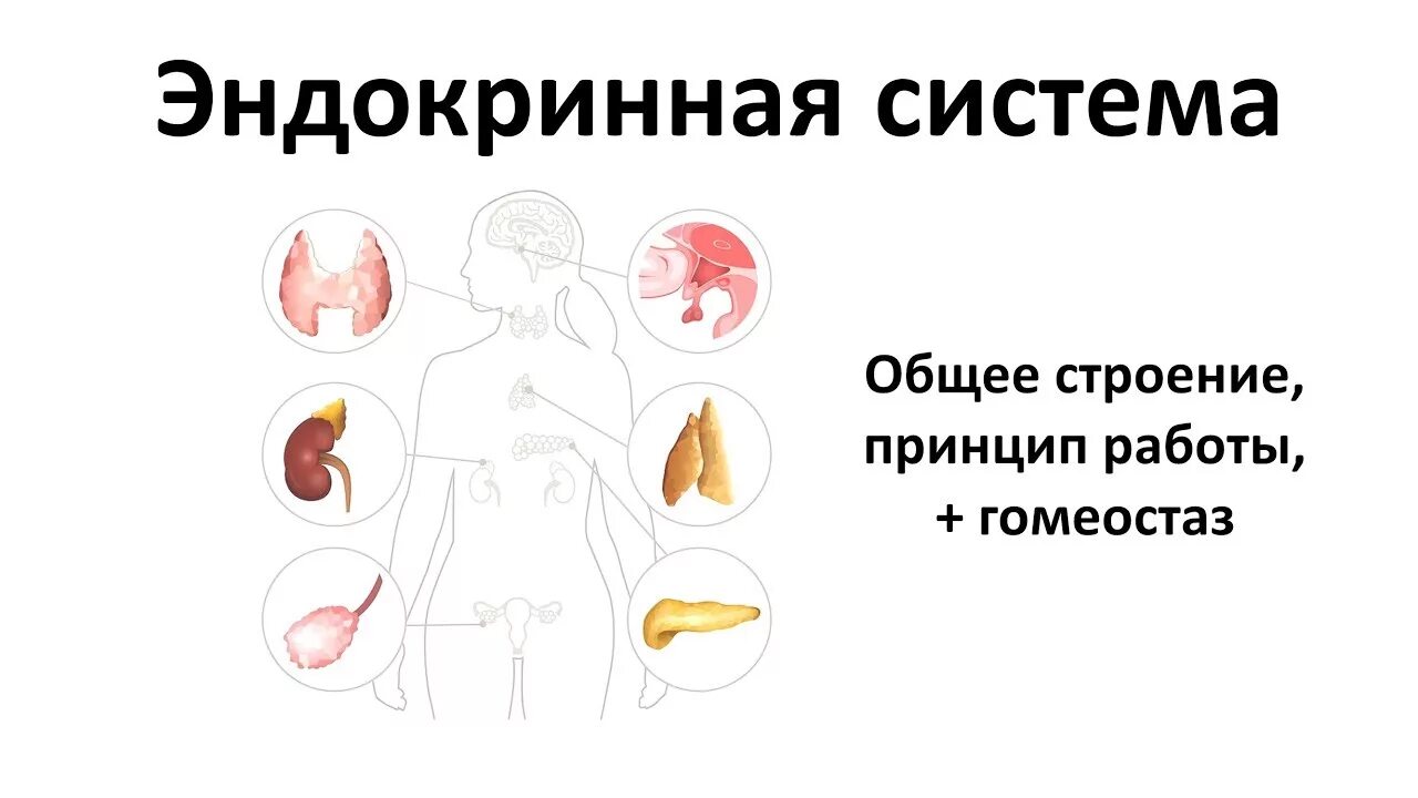 Эндокринная система тест огэ. Эндокринная система человека огэ биология.