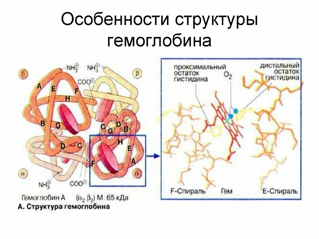 Гемоглобин примеры. Схематическое строение гемоглобина. строение гемоглобина биохимия. структура гемоглобина а1. состав гемоглобина биохимия.