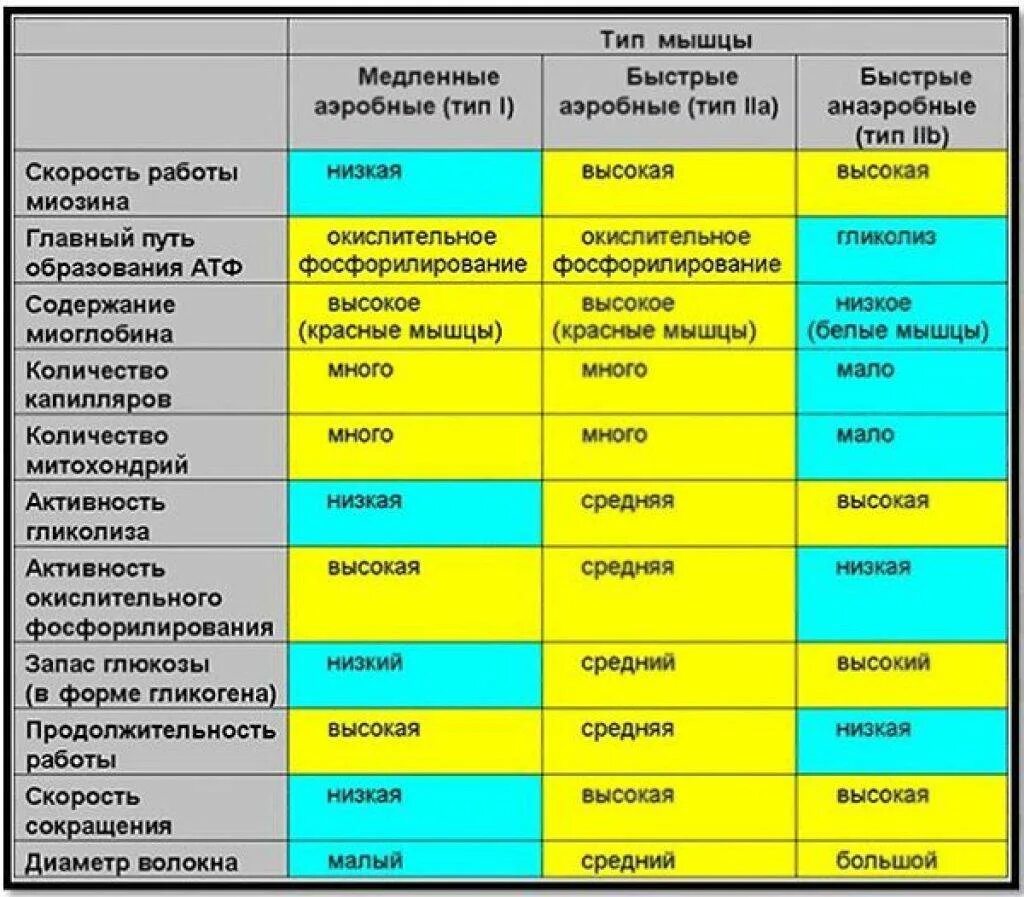 Быстро сравнение. «Сравнительная характеристика типов мышечных волокон». Характеристики мышечных волокон 2 типа таблица. Характеристика медленных мышечных волокон. Характеристика быстрых и медленных мышечных волокон.