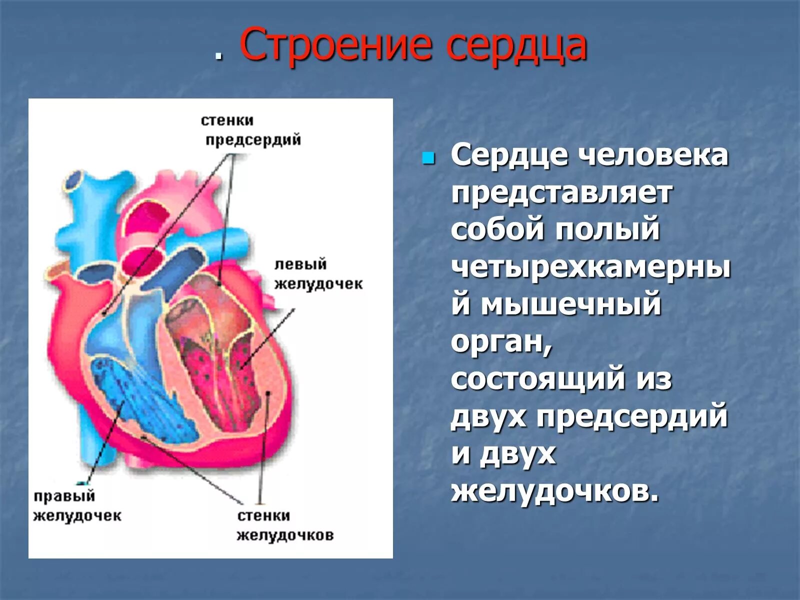 Где предсердие. Строение желудочков сердца анатомия. 2 Желудочка и 2 предсердия. Сердце анатомия желудочки и предсердия. Строение сердца человека желудочки и предсердия.