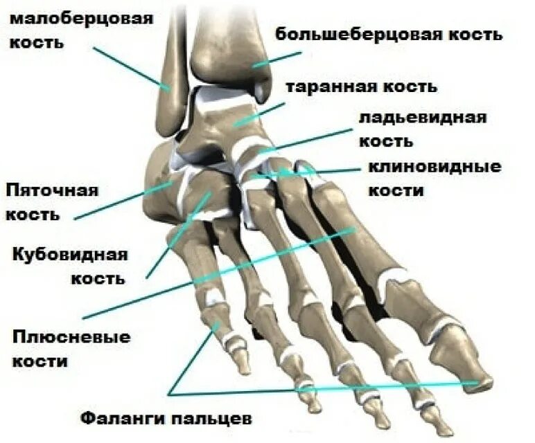 Фаланги стопы. Анатомия костей плюсны стопы. Строение плюсневой кости стопы. Плюсневая кость и 1-я фаланга пальца ноги. Строение стопы плюсневая кость.