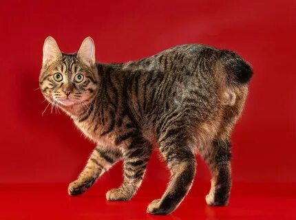 Коты бобтейлы
