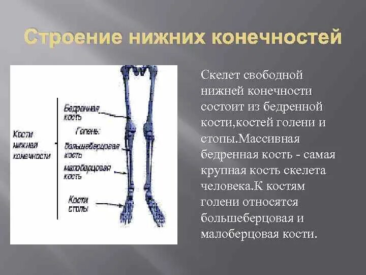 Относится нижних конечностей. Кости свободной нижней конечности. Строение нижней конечности. Скелет свободной нижней конечности. Строение свободной нижней конечности.