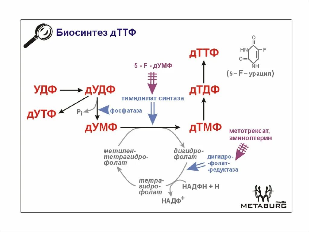 Биосинтез ДТТФ. Биосинтез ДТТФ биохимия. Биосинтез пиримидиновых нуклеотидов. Биосинтез пиримидиновых рибонуклеотидов.