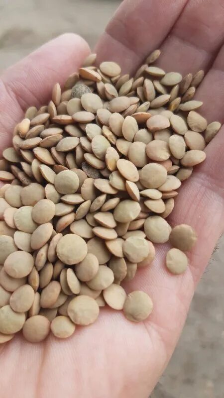 Нут и чечевица. Горох нут чечевица. Что полезнее нут или чечевица. Чечевица горох маш нут. Чечевица горох гречка.