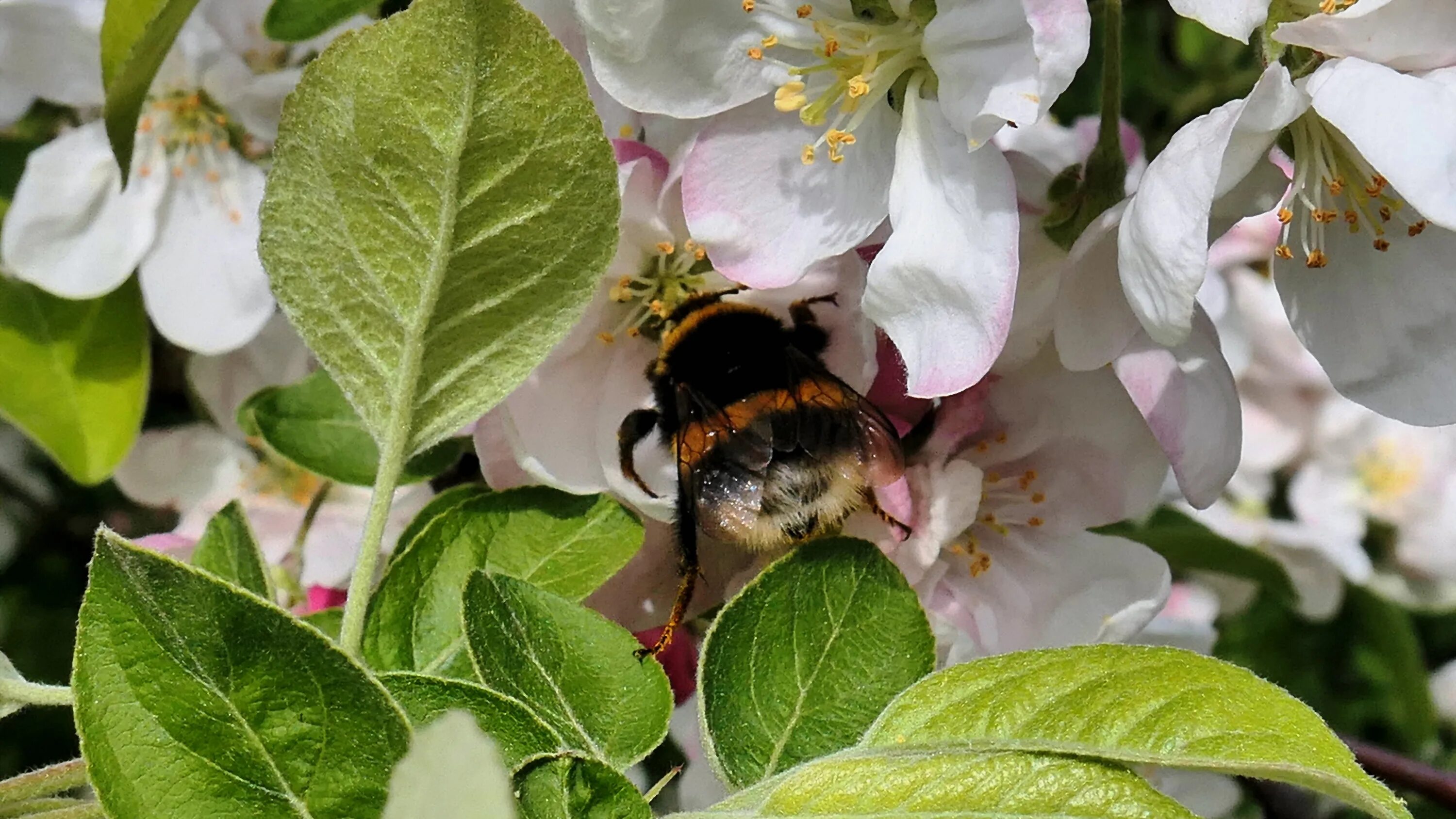 Пчела на цветущем дереве. Шмель на цветущих деревьях весной. Русская красавица опылители
