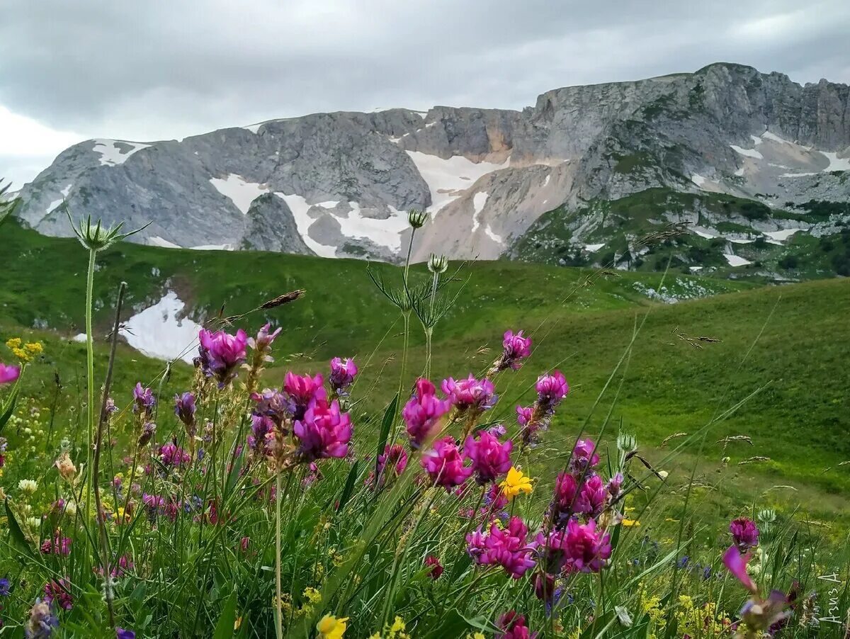 Плато Лаго-Наки Альпийские Луга. Лаго Наки Альпийские Луга. Альпийские Луша Лаго Наки. Алпьйски Луга лагодэхи. Камера лагонаки адыгея