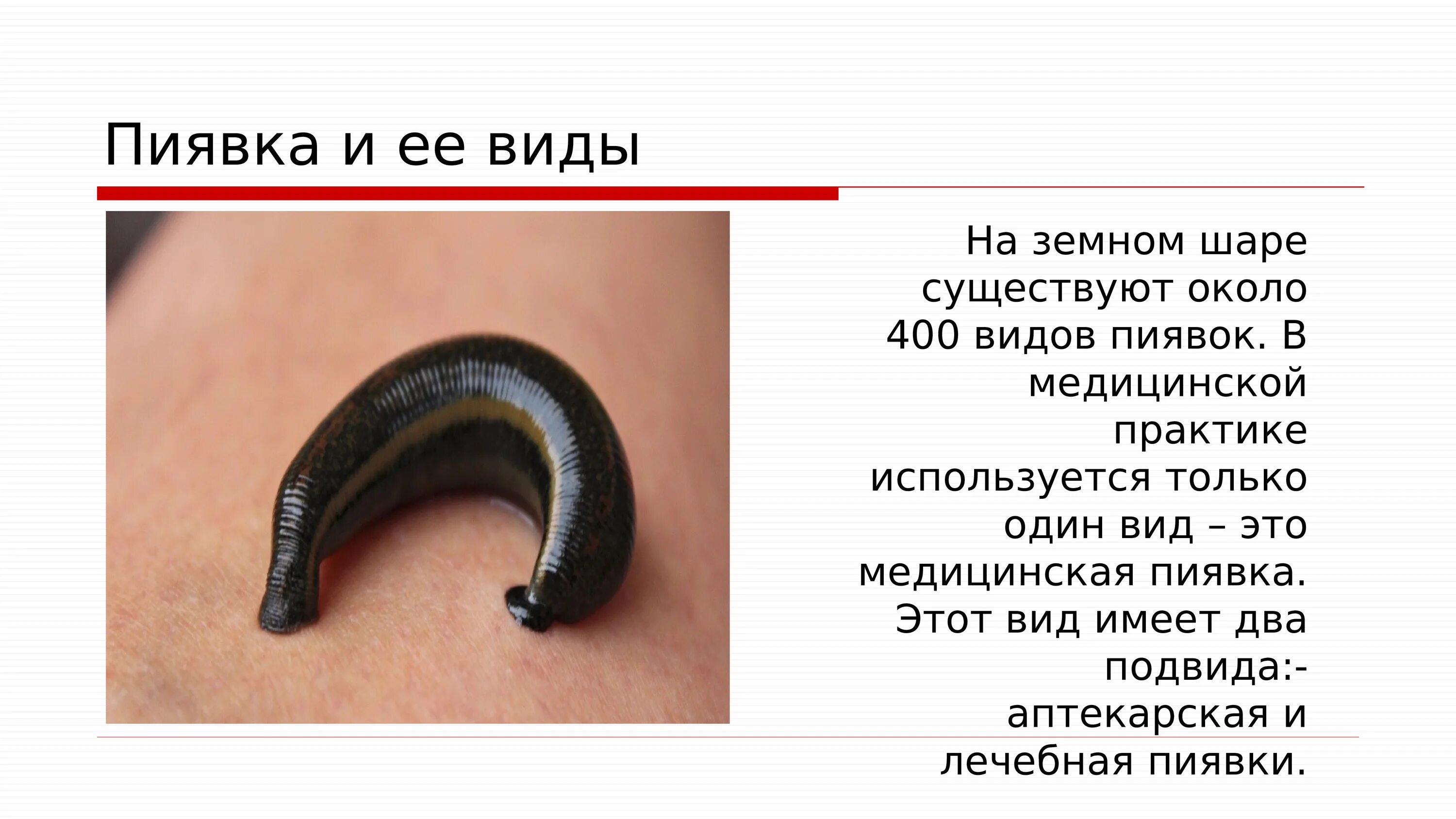 Кольчатые черви пиявки строение. Тип кольчатые черви класс пиявки представители. Яйцевые коконы хоботной пиявки pontobdella muricata. Кольчатые черви класс пиявки. Медицинская пиявка hirudo medicinalis гирудотерапия.