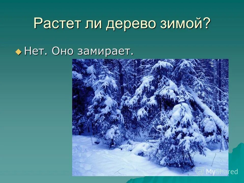 Растут ли деревья зимой под снегом. Дерево в зимний период. Калина красная ягода. Как зимуют деревья. Красные зимние ягоды которые растут на деревьях.