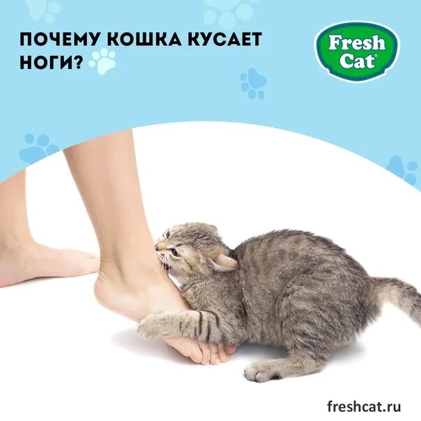 Почему кошка кусается. Кошка бросается на ноги и кусает. Кошка кидается на ноги и кусается причина.