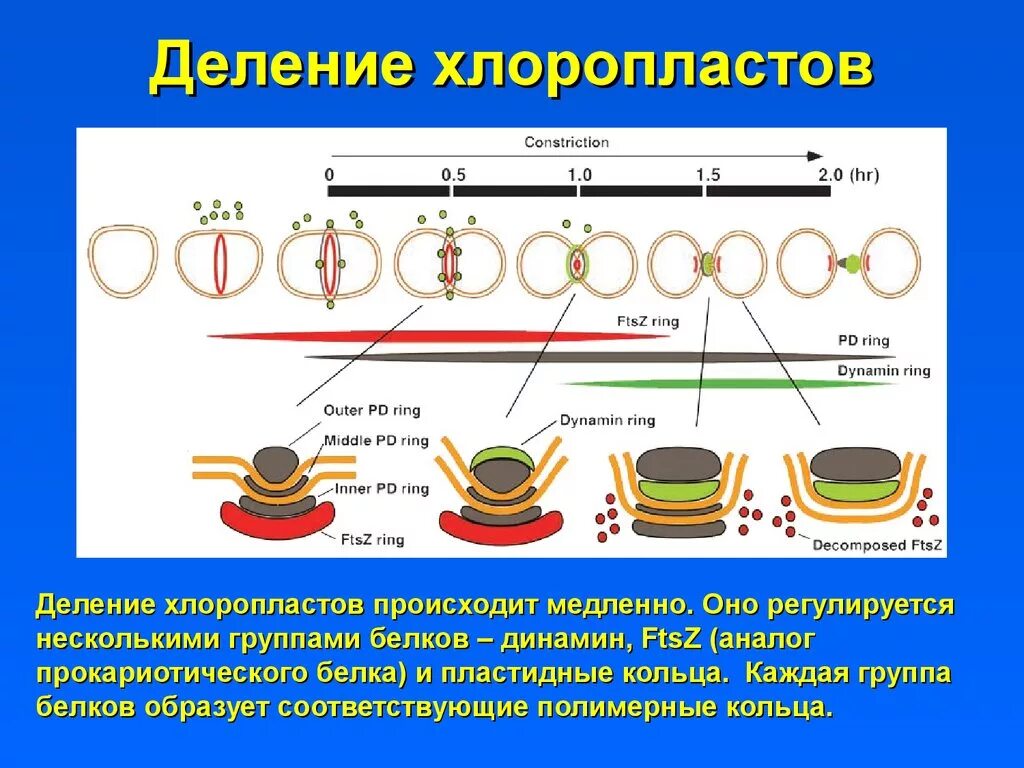 Деление хлоропласта