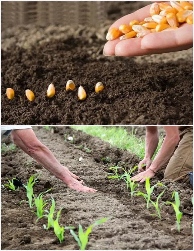 Как посеять кукурузу. Сажаем кукурузу. Высадка кукурузы в открытый грунт. Посадка кукурузы на участке. Сажаем кукурузу в открытый грунт.