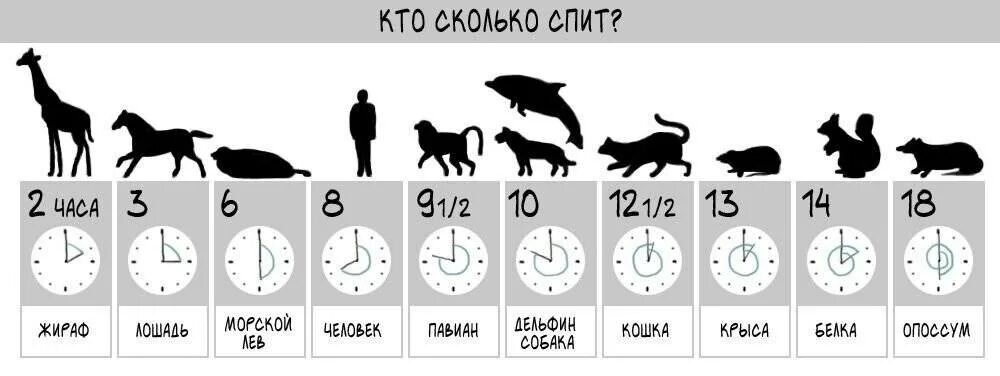 Активность в 2 месяца. Продолжительность сна у животных. Средняя Продолжительность сна у животных. Таблица сна животных. Сколько часовтспят собаки.