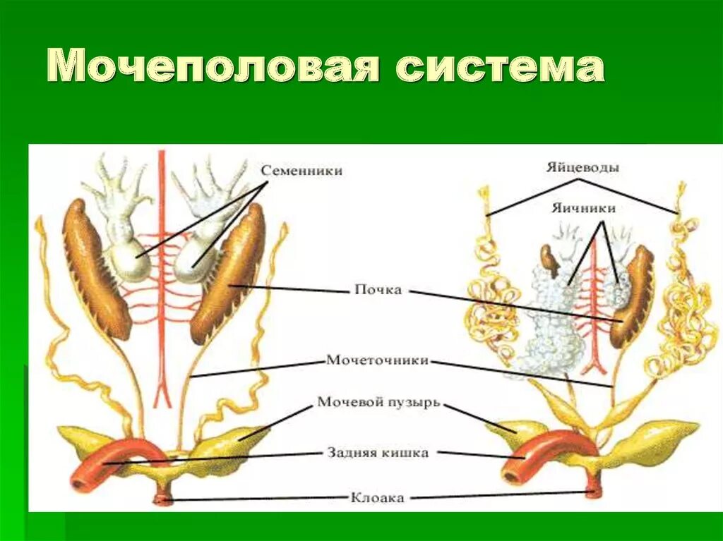 Мочеточник у земноводных. Выделительная система амфибий. Выделительная система бесхвостых земноводных. Система органов размножения земноводных. Выделительная система земноводных схема.