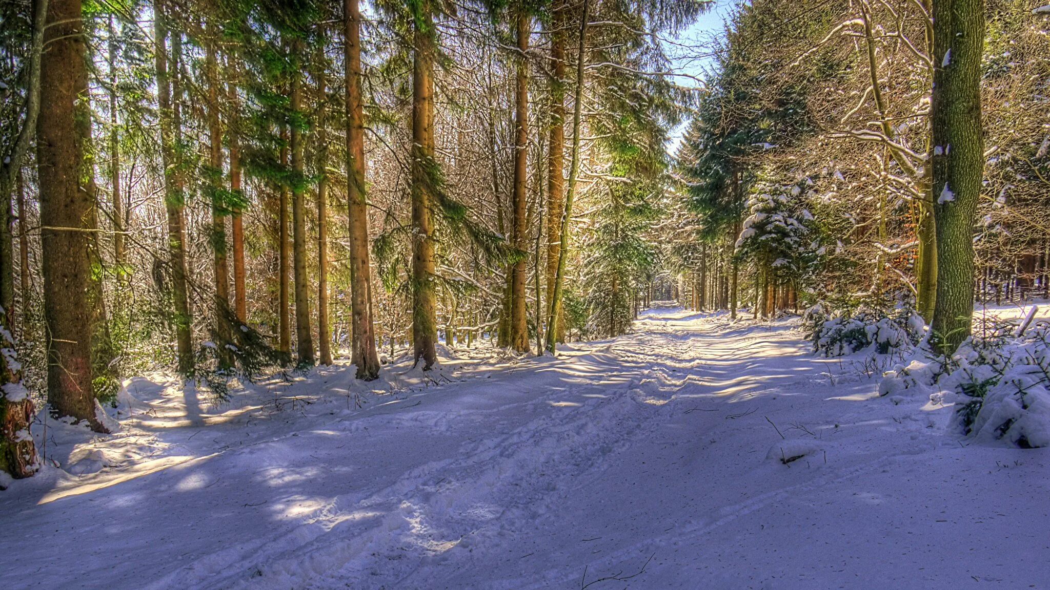 Зимний Сосновый лес. Сосновый лес в снегу. Тропинка в зимнем лесу. Февраль в лесу. Хвойный нижний