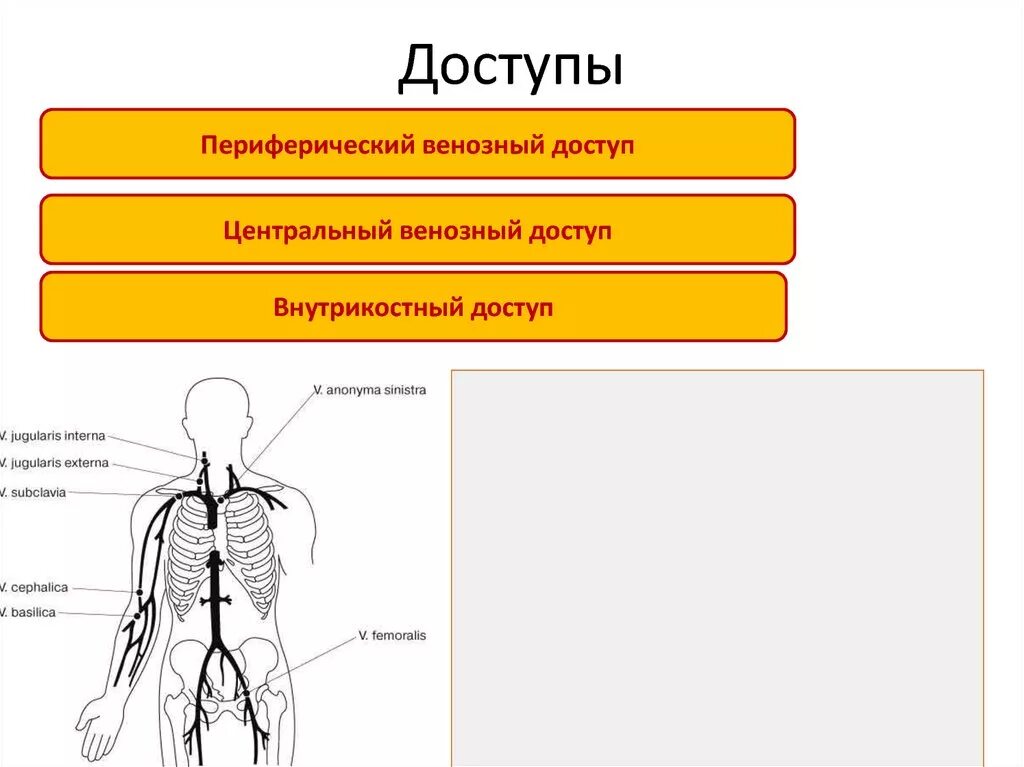 Периферическая вена где. Доступа к центральной и периферической Вене. Центральная и периферическая Вена. Центральная Вена и периферическая Вена.