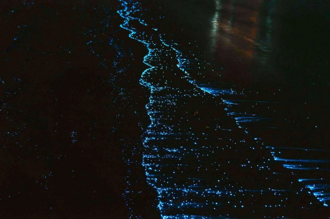 Вода ночью светится. Остров Ваадху. Ваадху Мальдивы. Биолюминесцентный фитопланктон. Светящийся планктон на Азовском море.