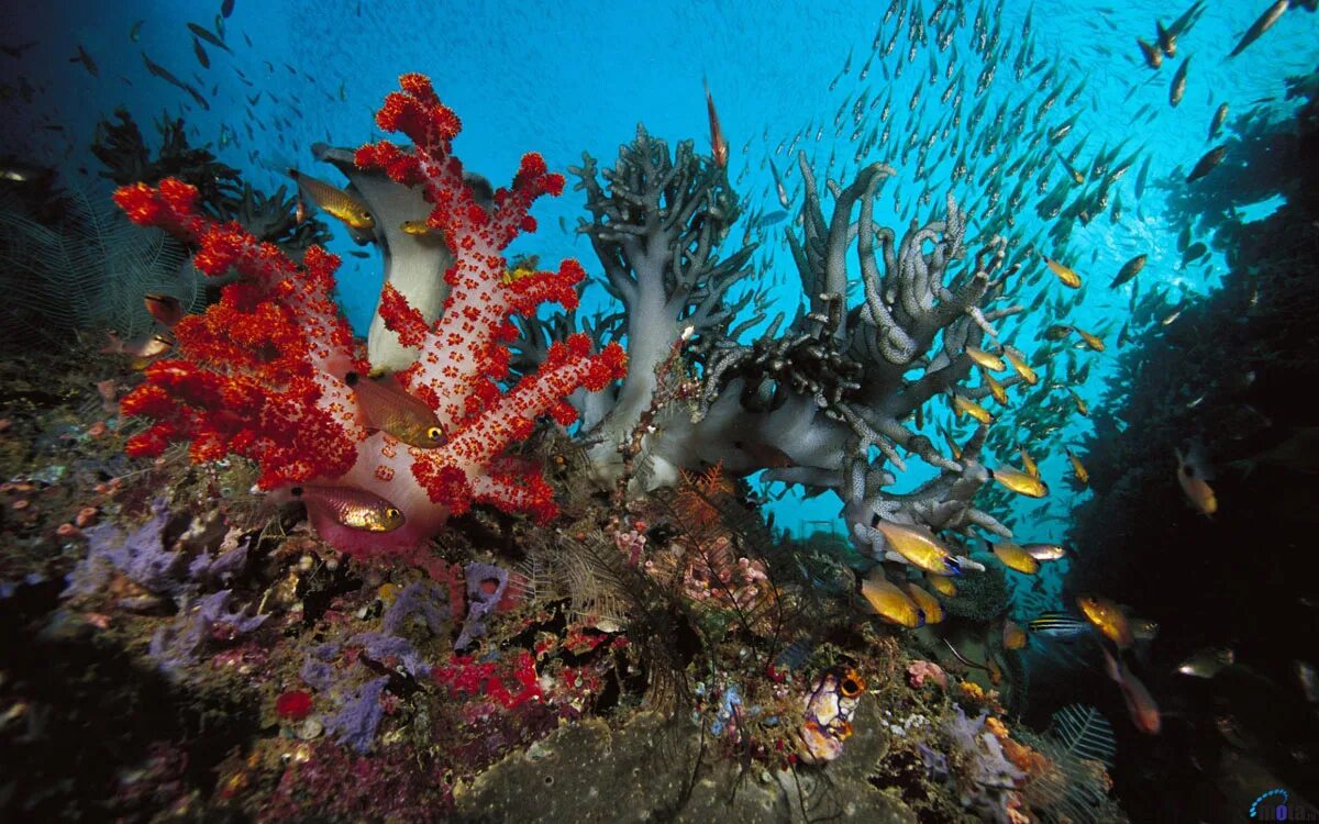 Животные кораллового рифа. Кипр коралловые рифы. Кораллы в Шарм Эль Шейхе. Коралловый риф в Шарм Эль Шейхе. Рас Мухаммед Шарм-Эль-Шейх.