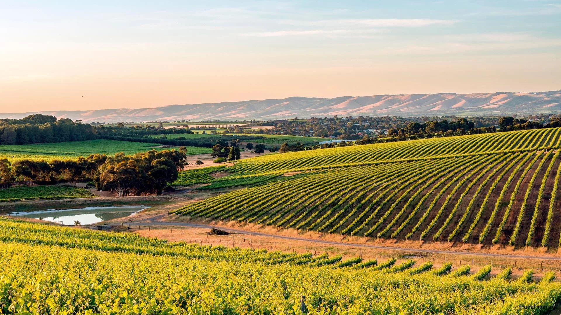 Баросса вейли виноградники. Долина клэр. Томат гном розовая долина клэр. Виноградники австралии. Wizard romanceable sprite.