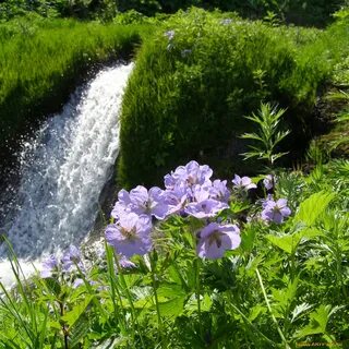 Водопад растения