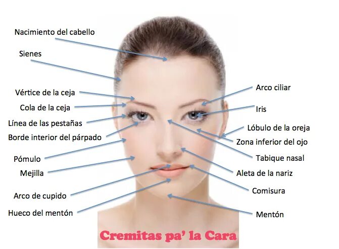De la cara. Анатомия для визажиста. Кисти Anatomia для макияжа. Схема наложения макияжа.