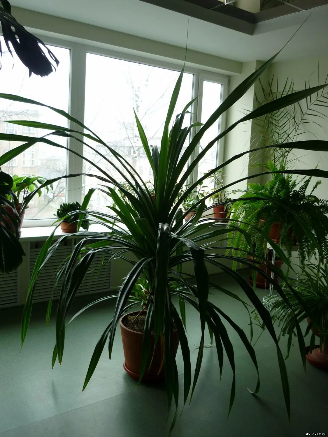 Комнатное растение панданус. Драцена пальма панданус. цветок пальма панданус. панданус винтовая пальма. пальма винтовая панданус вейча.