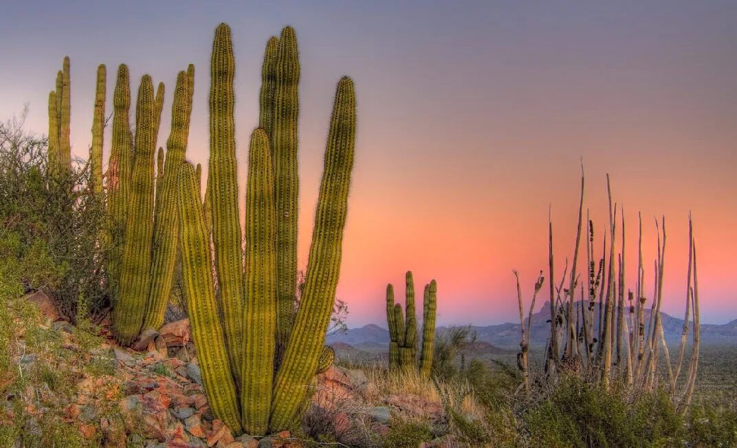 Кактусы в сахаре. Растения в пустыне. Мексика пустыня сонора. Аризона кактусы. Жизнь кактусов в пустыне.