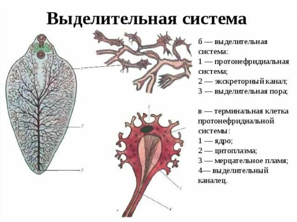 Плоские черви протонефридии. Протонефридиальная выделительная система. Выделительная система протонефридиального типа. Протонефридиальная выделительная система печеночного сосальщика. Звездчатые клетки черви