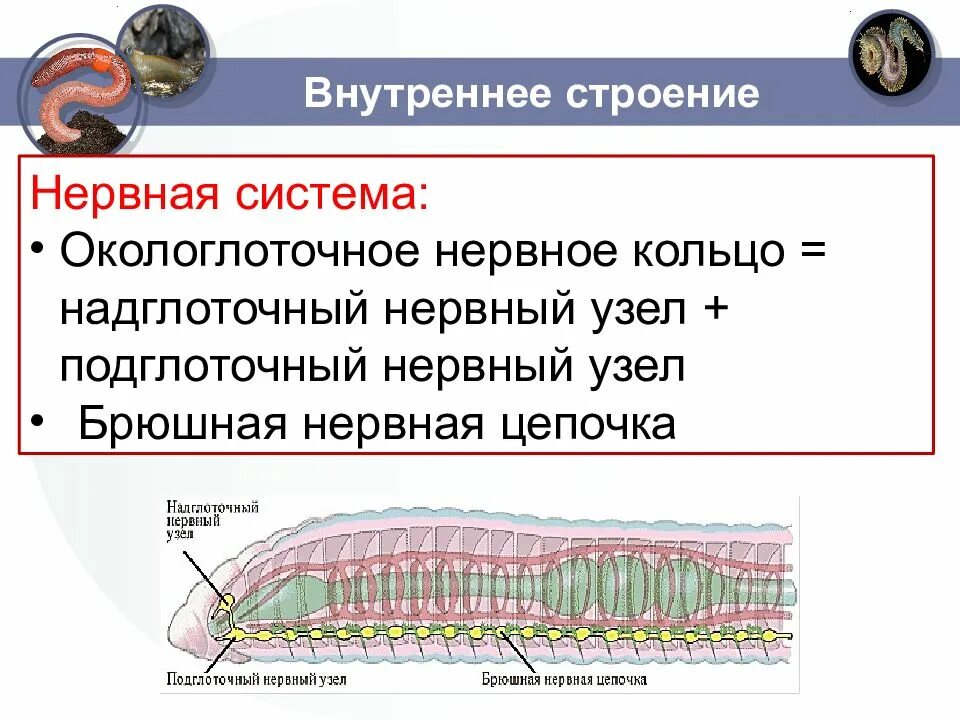 Тип нервной системы у кольчатых червей. Кольчатые черви нервная система окологлоточное кольцо. Окологлоточное кольцо дождевого червя. Окологлоточное нервное кольцо