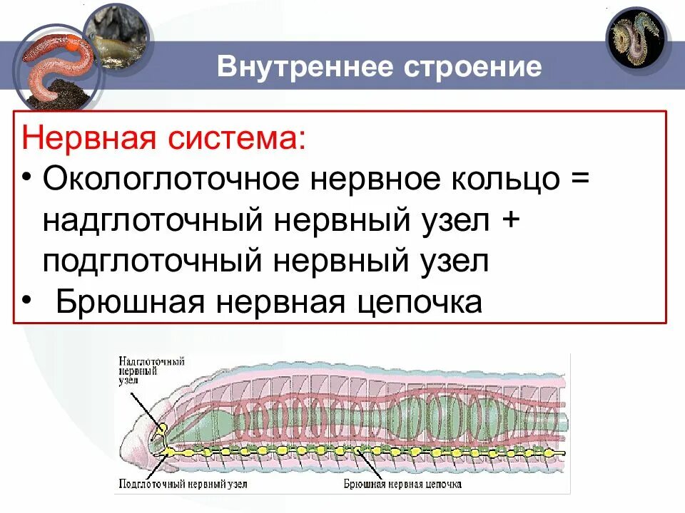 Строение нервной системы кольчатых червей. Нервная система кольчатых червей какого типа. Кольчатые черви нервная система окологлоточное кольцо. Тип нервной системы у кольчатых червей.