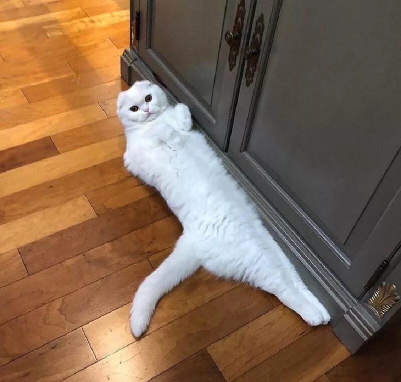 Кот стоит на месте. Кот на задних лапах. котик на задних лапках. кошка стоит на задних лапах. смешной кот на задних лапах.