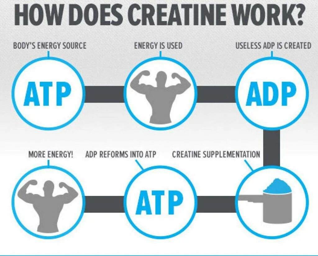 Как работает креатин. Для чего нужен креатин. Креатин в организме человека. Креатин нужен для.