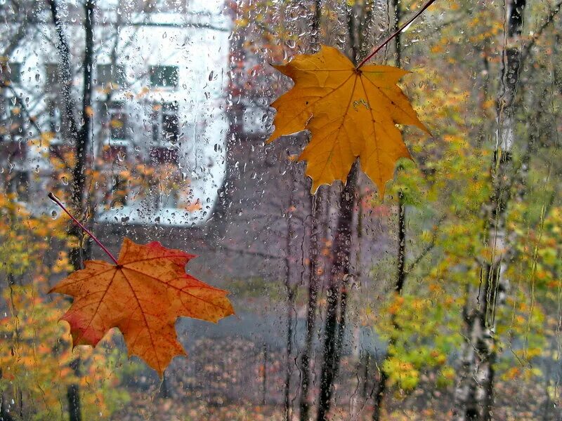 рингтоны на телефон листопадом. карелия осенью. картинки на заставку осень. осенний листопад. перед листопадом песня из фильма капля.