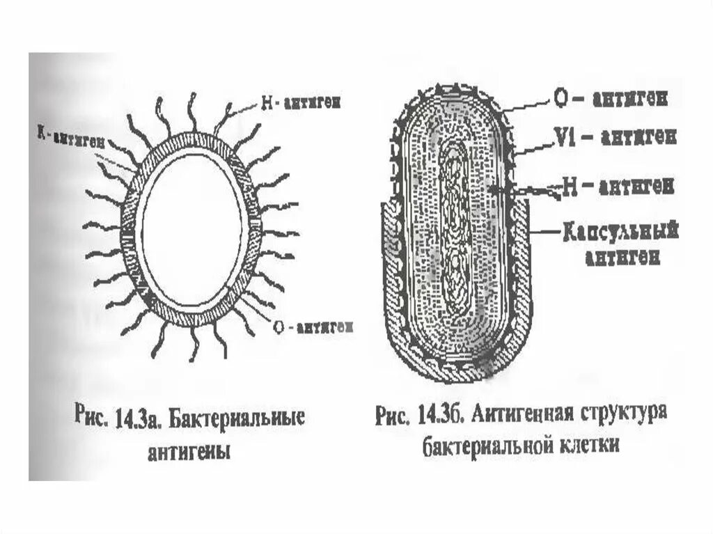 Антигенная структура бактериальной клетки. Схема антигенная структура бактериальной клетки. Схема антигенную структуру бактерий. Антигенная структура бактерий. Антигенные свойства бактерий