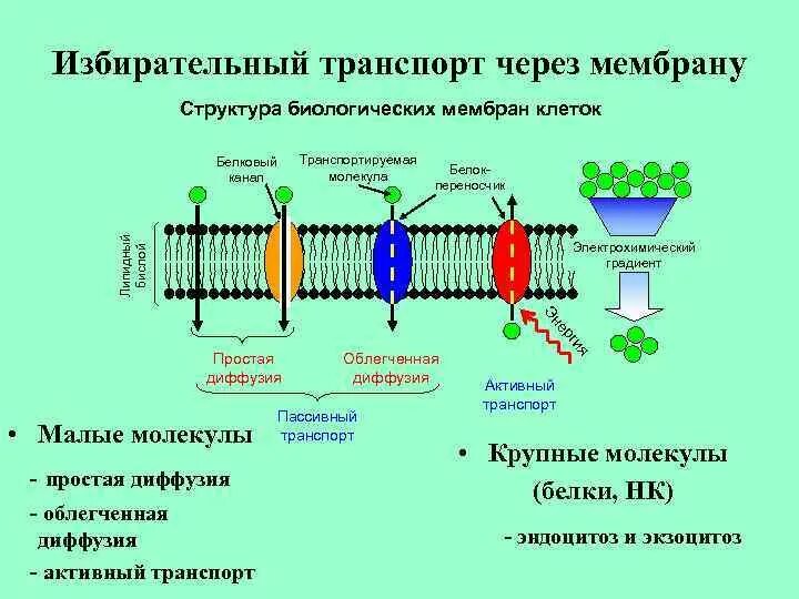 Клеточная мембрана это молекулярная структура впр физика. Фильтрация в мембране клетки. Схема фильтрации мембраны клетки. Фильтрация через поры клеточных мембран. Диффузия липидов в биологических мембранах.