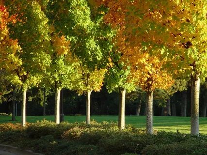 Row tree