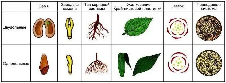 Признаки двудольных растений схема. Сравнение Однодольные и двудольные растения рисунок. Как выглядит Однодольные схема. Признаки однодольных и двудольных растений схема.