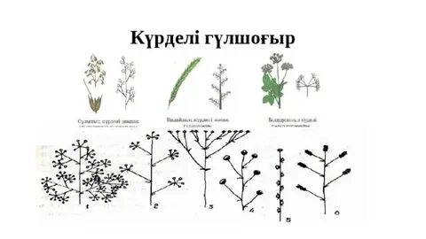 Орыс секс: пойыз купесінде үш жігіт пен бір қыз