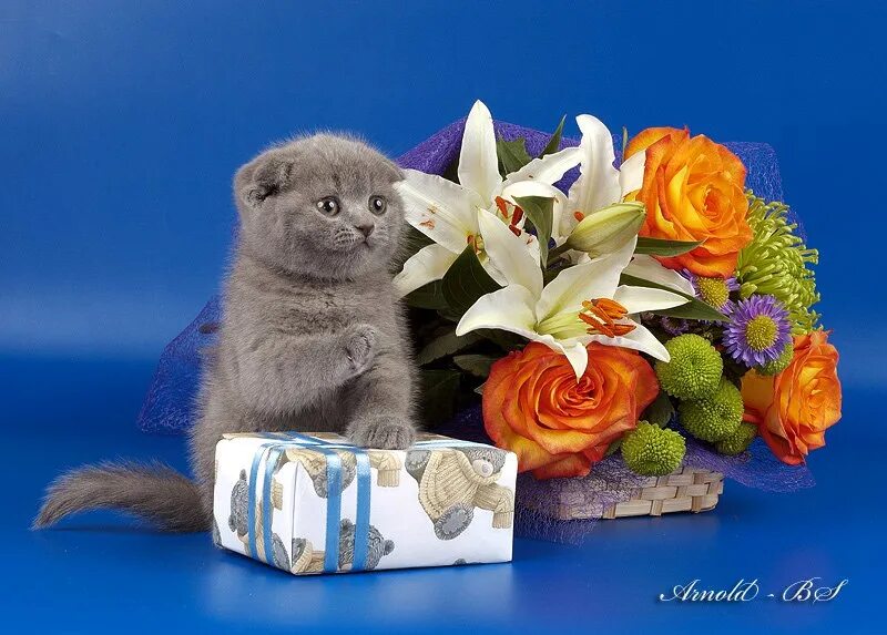 Открытка с котами поздравления. Шотландская вислоухая кошка. Открытка с днём рождения с котятами. Котенок поздравляет с днем рождения. Открытки с днём рождения с котиками.