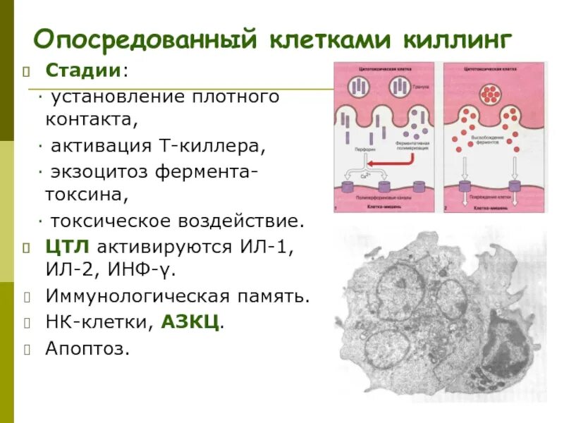 Cellular immunity. Общая схема иммунного ответа иммунология. Механизмы повреждения клубочков. Клеточно опосредованный иммунный. Клеточно опосредованный иммунный.