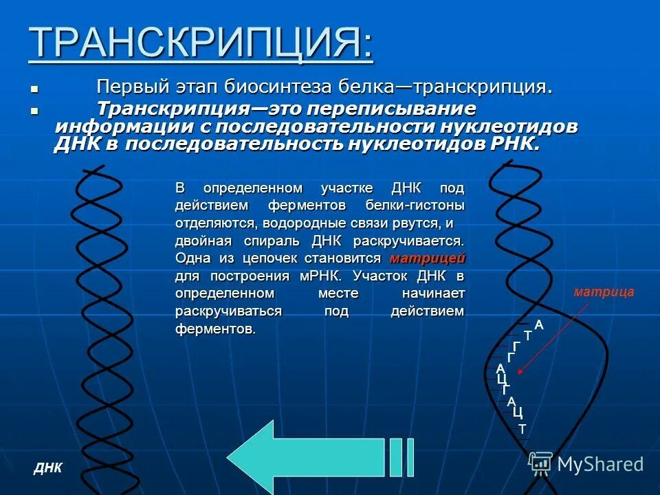 Определите последовательность процессов биосинтеза белка. Транскрипция — первый этап биосинтеза белка. Этап транскрипции в синтезе белка. Этапы транскрипции белка. Первый этап синтеза белка транскрипция.