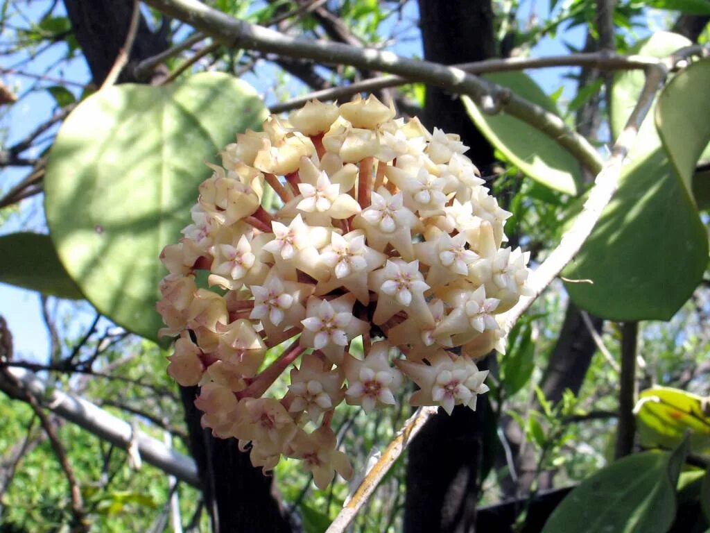 Хойя Латифолия. Хойя макрофилла. Hoya latifolia - Хойя Латифолия. Хойя или восковой плющ. Хойя пересадка