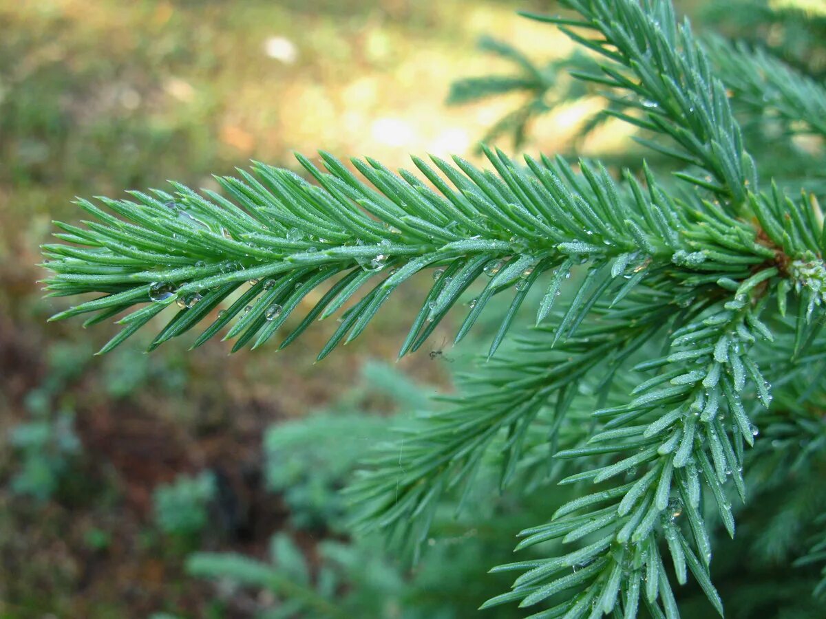 Picea obovata - Image of an specimen - Plantarium