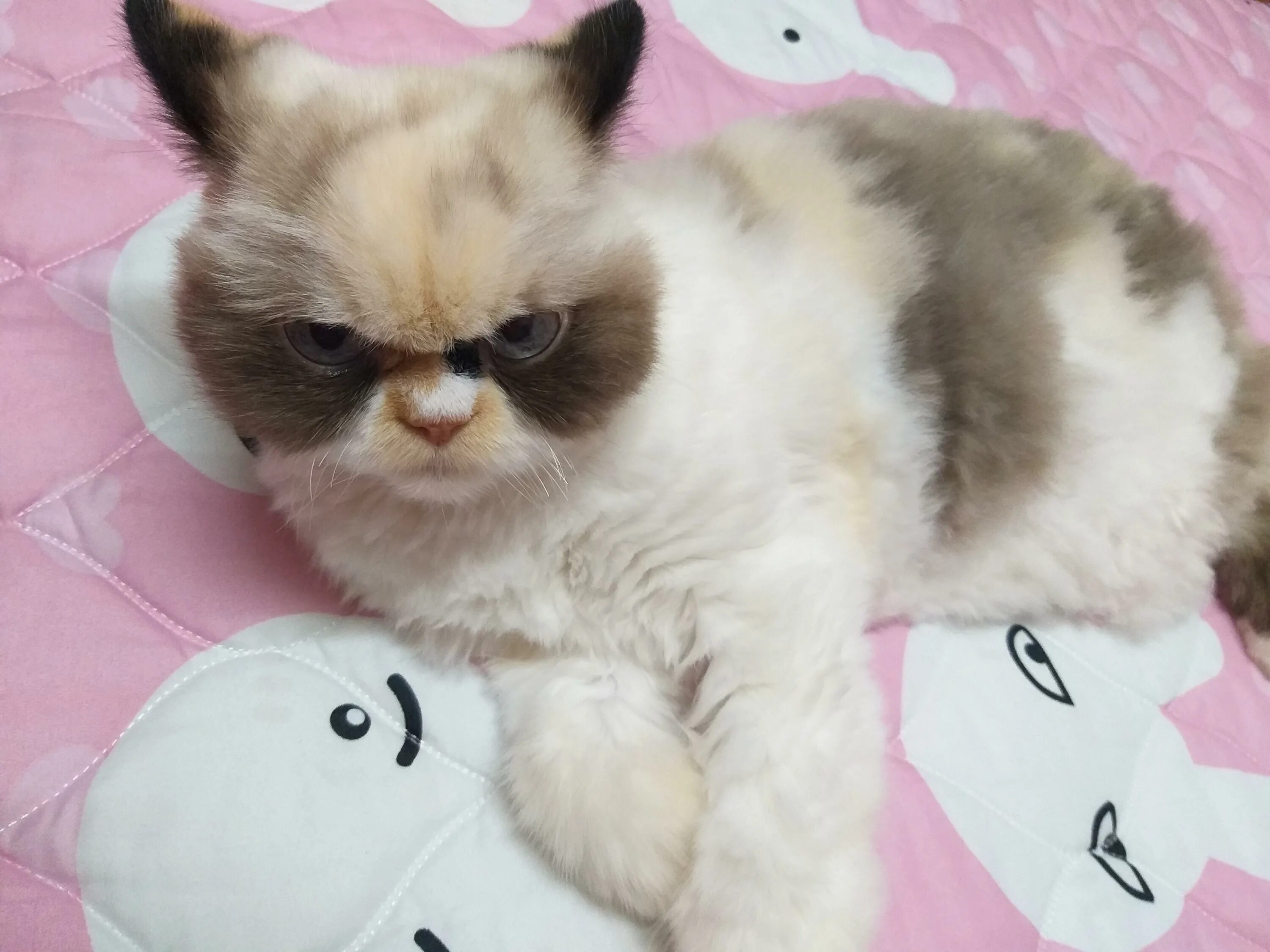 Even the cat