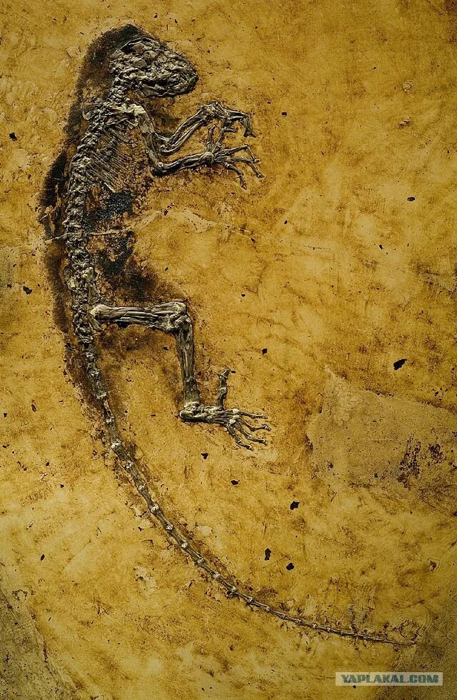 Ископаемый примат. Darwinius masillae. дарвиниус ида. ископаемые находки в карьере мессель. ида древний примат.
