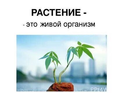 Тест растение живой организм