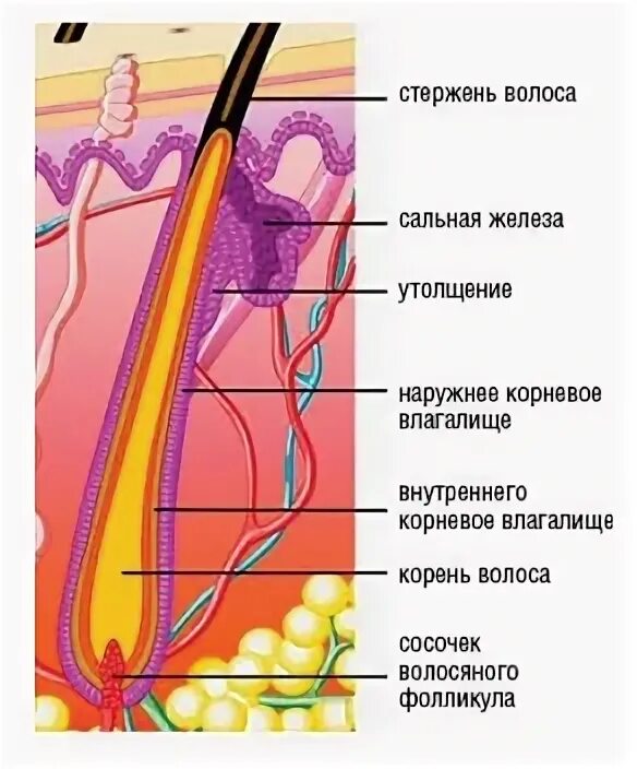 Строение волосяного фолликула. Строение волоса человека. Строение стержня волоса. Стержень волоса.