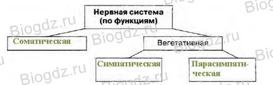 Нервная система строение и функционирование конспект. Дополните схему строение нервной системы. изучите материал учебника и дополните схему строение нервной системы. строение нервной системы таблица. заполните схему строения нервной системы.
